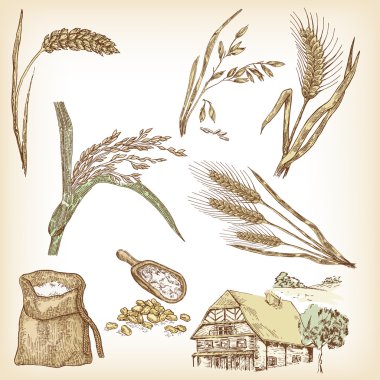 Buğday, çavdar, yulaf, arpa, pirinç, çiftlik. Vektör