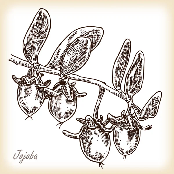 Des fruits de jojoba. Vecteur dessiné à la main — Image vectorielle