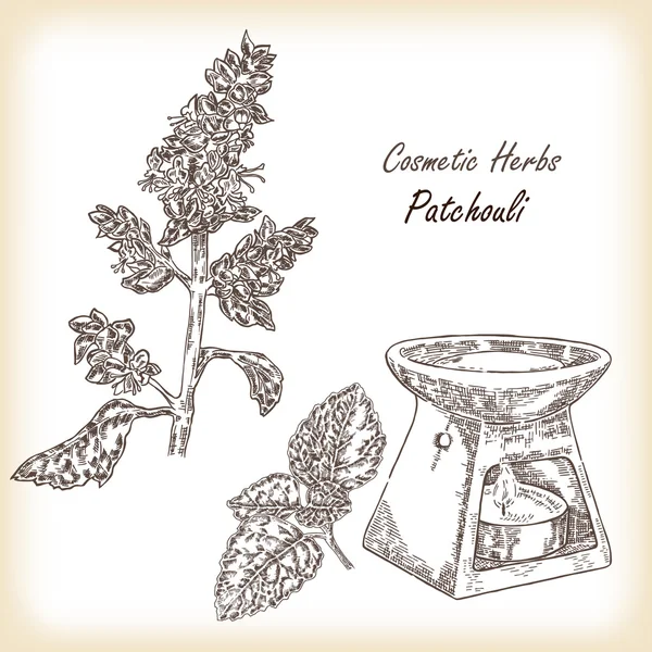 Planta patchouli (Pogostemon cablini). Ilustração vetorial . — Vetor de Stock