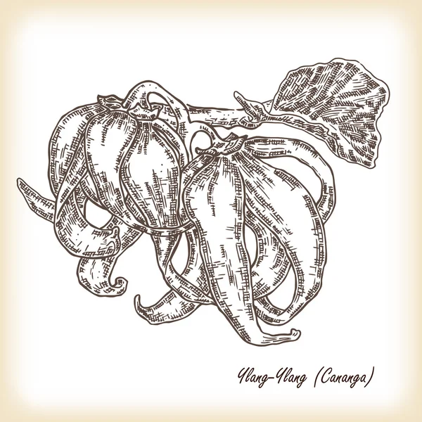 Plante Ylang-Ylang (Cananga). Illustration vectorielle . — Image vectorielle