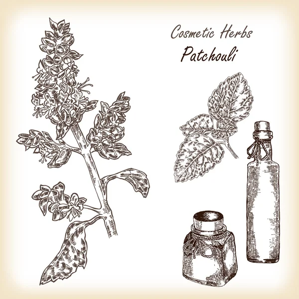 Planta de pachulí (Pogostemon cablini). Ilustración vectorial . — Archivo Imágenes Vectoriales