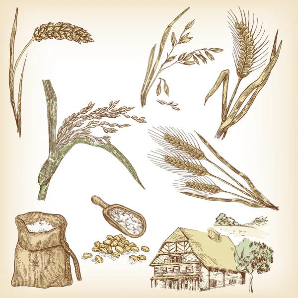 Blé, seigle, avoine, orge, riz, ferme. Vecteur — Image vectorielle