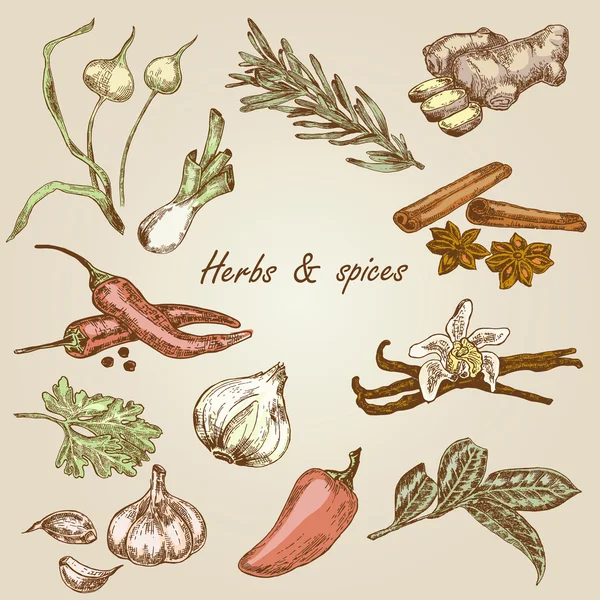 Kitchen gerb and spices color. Hand drawn vector illustration — Stock Illustration Kitchen gerb and spices color. Hand drawn vector illustration Stock Vector