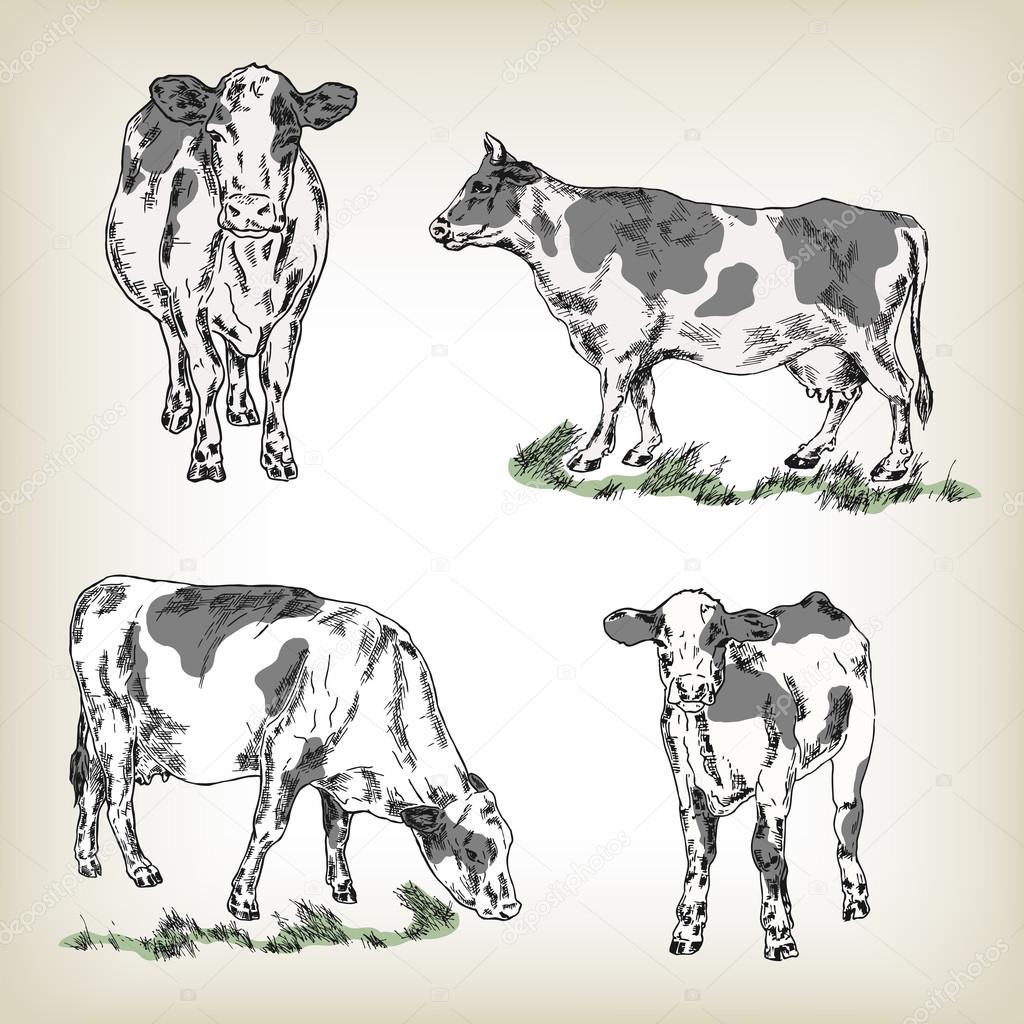 Hand drawn cow set. Vector illustration.