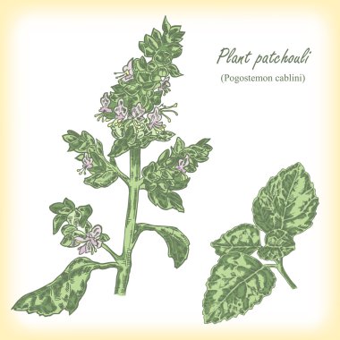 Bitki silhat (Pogostemon cablini). Vektör çizim.