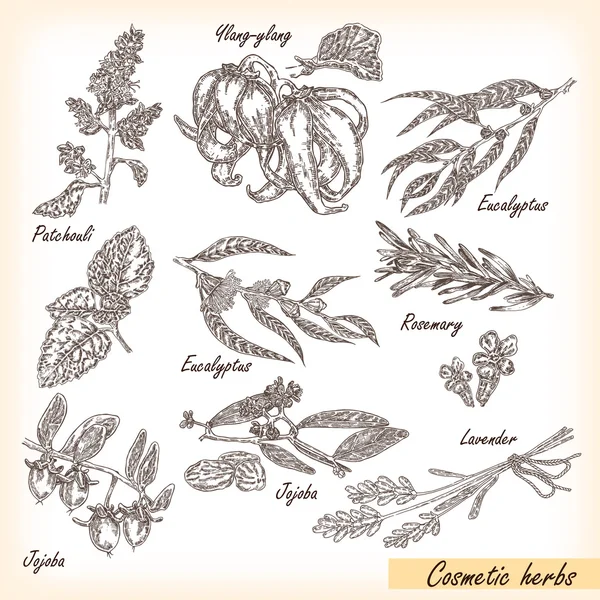 Pachulí, jojoba, eucalipto, lavanda, romero, ylang-ylang . — Archivo Imágenes Vectoriales