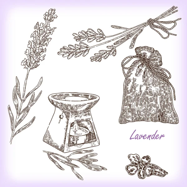 Pianta lavanda. Illustrazione vettoriale in stile schizzo — Vettoriale Stock