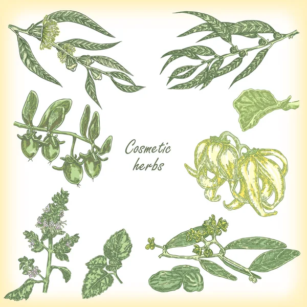 Pachulí, jojoba, eucaypto, ylang-ylang. Ilustración vectorial — Vector de stock