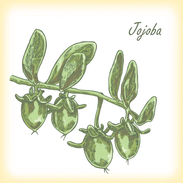 Jojoba φρούτων. Χέρι συντάσσονται διανυσματικά εικονογράφηση. — Διανυσματικό Αρχείο