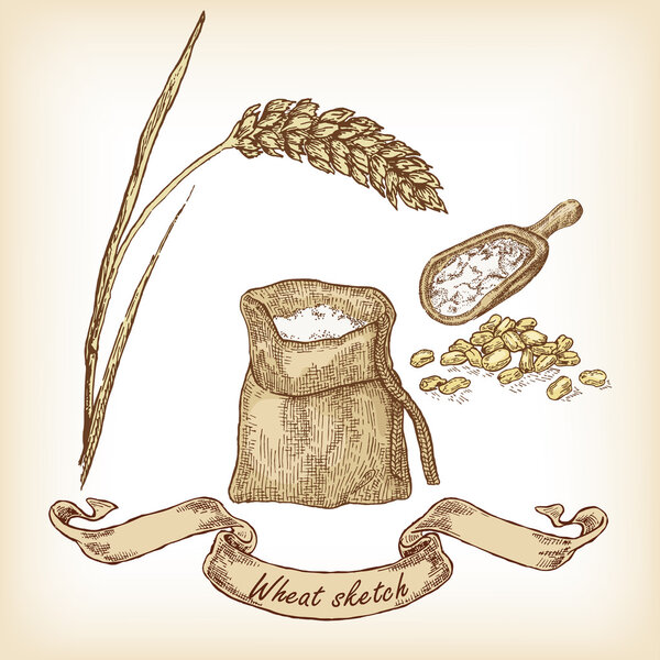 Wheat and grain. Vector illustration