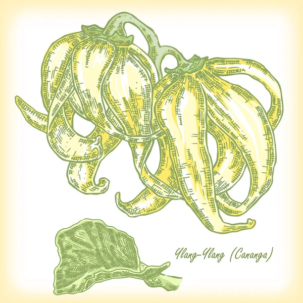 Planta Ylang-Ylang (Cananga). Ilustración vectorial . — Vector de stock