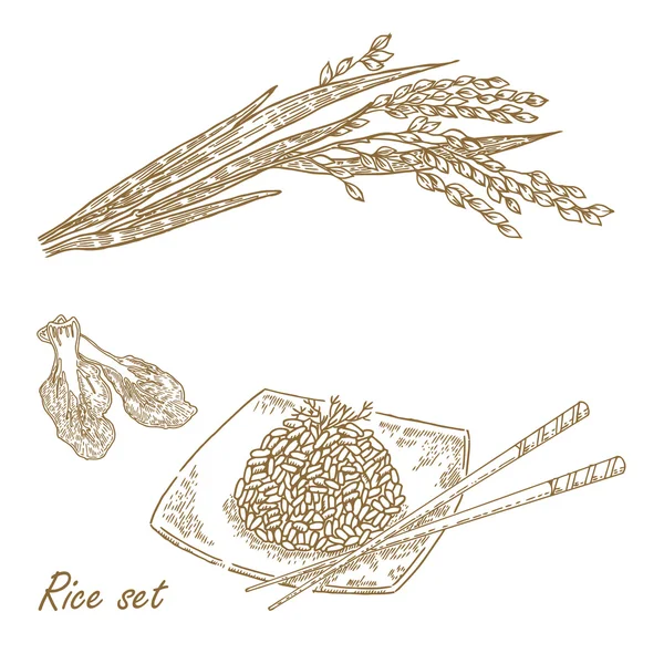 Toca a levantar. Vetor desenhado à mão ilustração planta de arroz, mingau de arroz —  Vetores de Stock