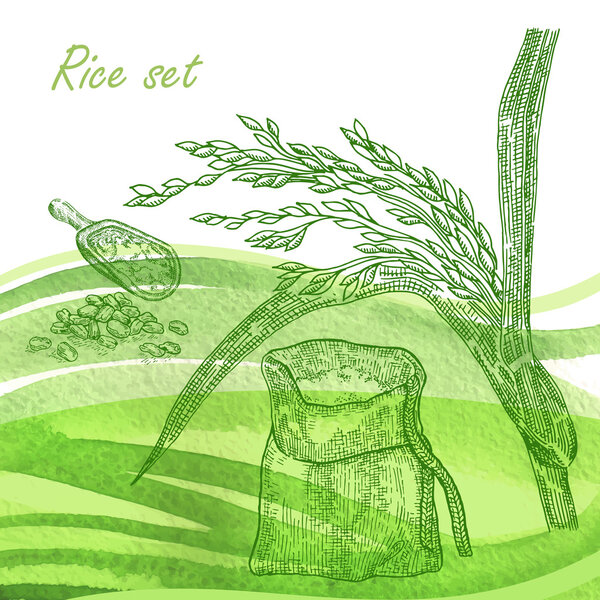 Rise set. Hand drawn rise plant and grain on watercolor