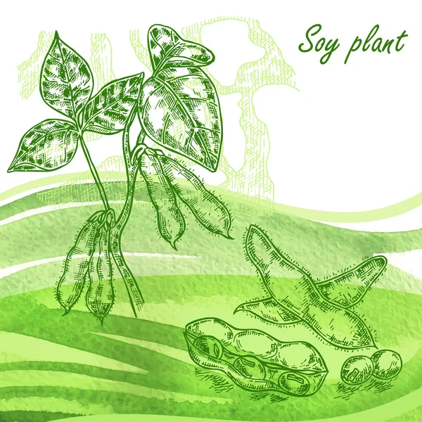 Ensemble de plantes de soja. Fèves de soja dessinées à la main sur fond d'aquarelle — Image vectorielle