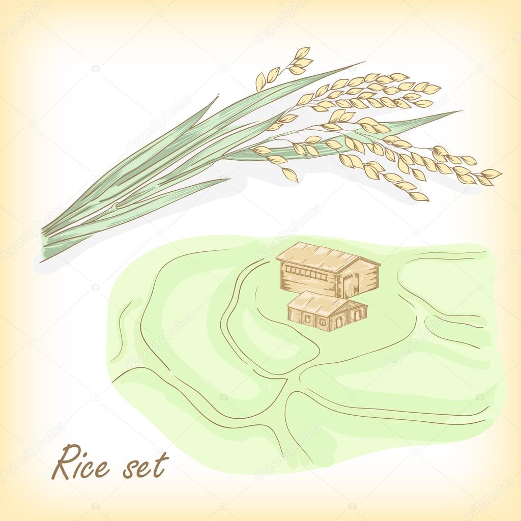 Rice plant, rice field. Vector illustration