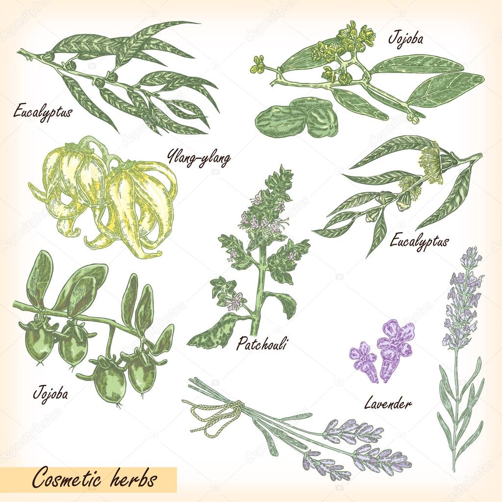 Hand drawn cosmetic herbs. Plant patchouli, jojoba, eucalyptus, lavender, ylang-ylang with flower and fruits vector illustration