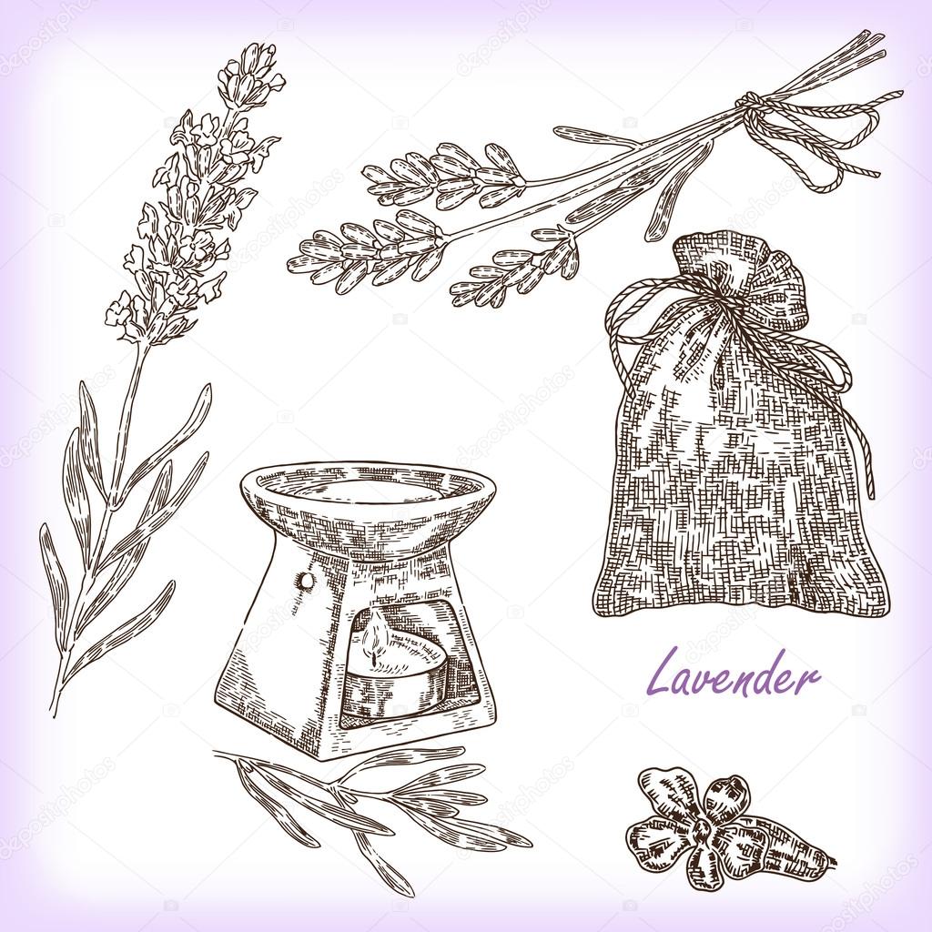 Plant lavender. Vector illustration in sketch style