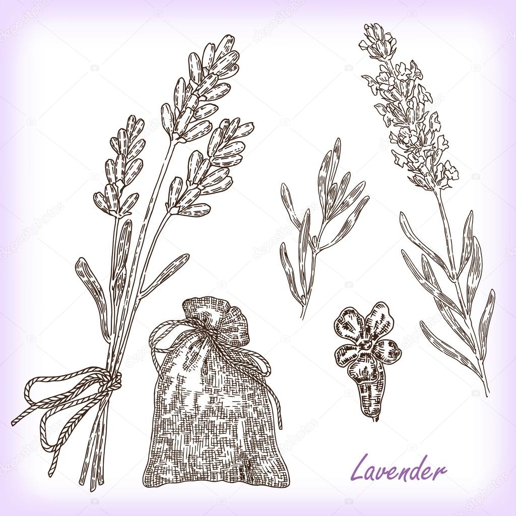 Plant lavender. Vector illustration in sketch style