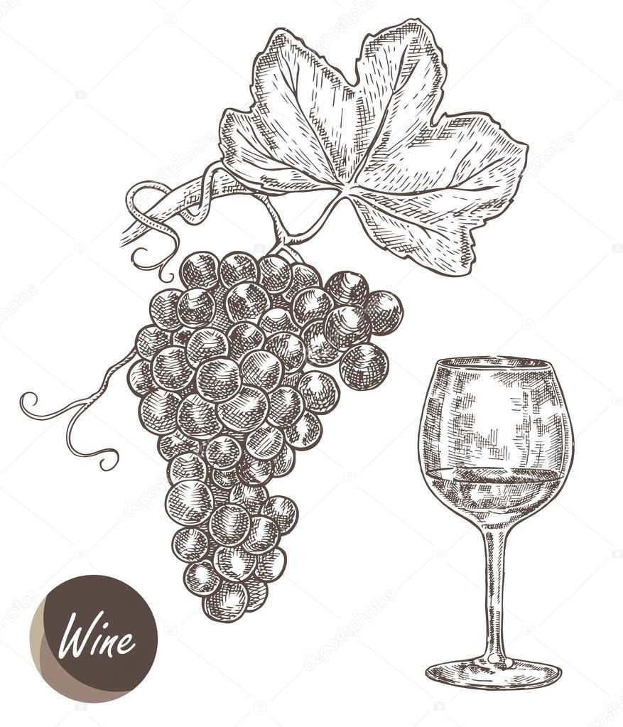 Bunch of grapes and wineglass. Vector illustration in sketch style