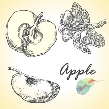 Son derece detaylı elle çizilmiş elma topluluğu. Vektör