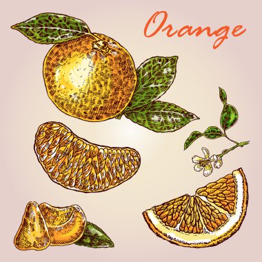 Son derece detaylı elle çizilmiş turuncu topluluğu. Taze turuncu vektör
