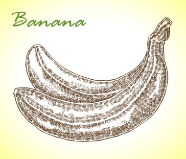 Ayrıntılı el çekilmiş muz. Vektör çizim kroki tarzı.