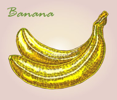 Son derece ayrıntılı el çekilmiş muz. Meyve vektör çizim.