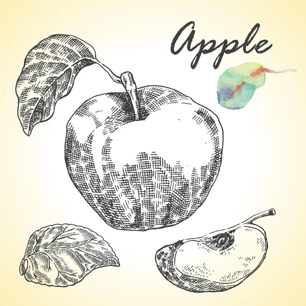 Son derece detaylı elle çizilmiş elma topluluğu. Vektör