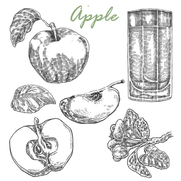 Collectie van zeer gedetailleerde hand getrokken appels. Vector — Stockvector