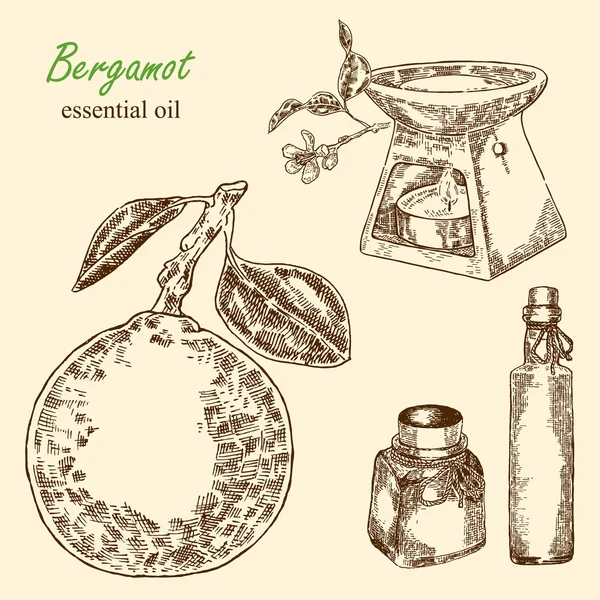 Son derece detaylı elle çizilmiş bergamot. Esans bergamot. Vektör — Stok Vektör