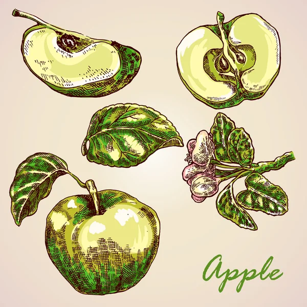Samling av mycket detaljerade hand dras äpplen. Gröna äpplen vektor — Stock vektor