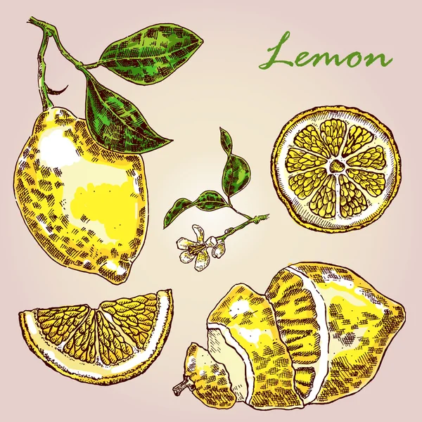 Colección de limón dibujado a mano muy detallada. Vector de limón fresco — Vector de stock