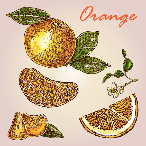 Son derece detaylı elle çizilmiş turuncu topluluğu. Taze turuncu vektör