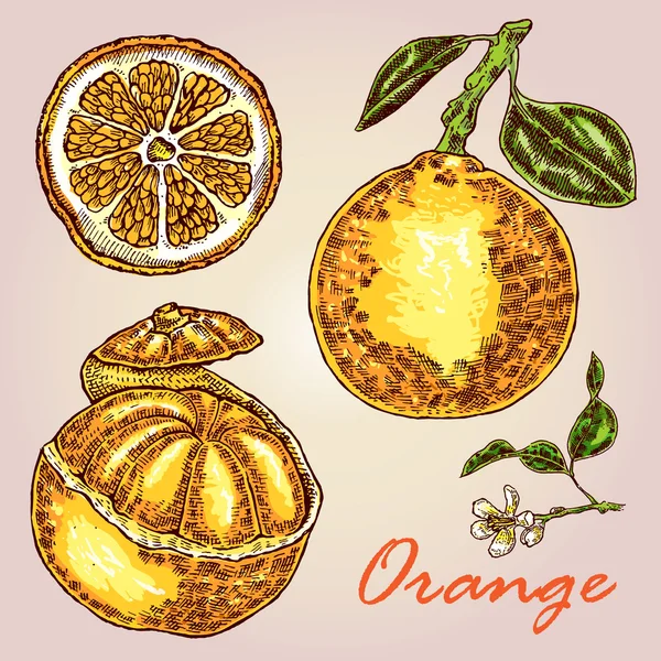ᐈ Orange peel drawing stock illustrations, Royalty Free orange peel