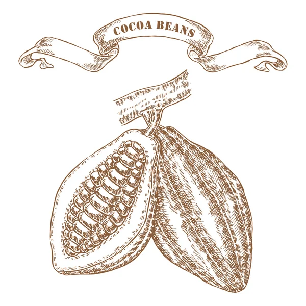 Ręcznie rysowane ziarna kakaowego na oddział. Ilustracja wektorowa w szkicu — Wektor stockowy
