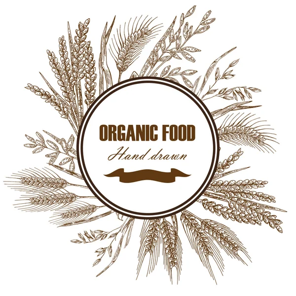Bakery design template. Hand drawn wheat background. Vector illustration in sketch style