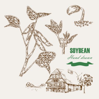Hand drawn soy plant. Soy twig and soybean. Vector illustration 