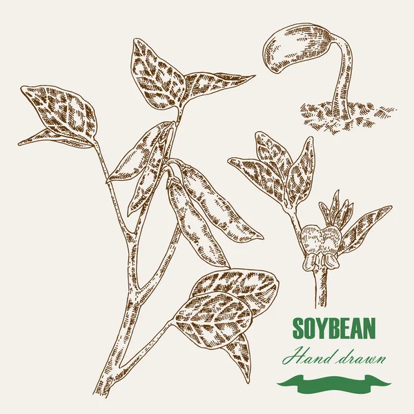 Handgezeichnete Sojapflanze. Sojazweig und Sojabohnen. Vektorillustration — Stockvektor