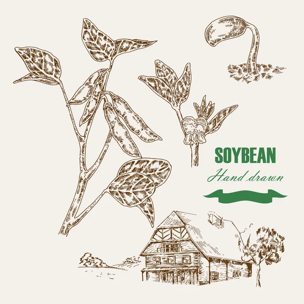 Hand drawn soy plant. Soy twig and soybean. Vector illustration — Stock vektor