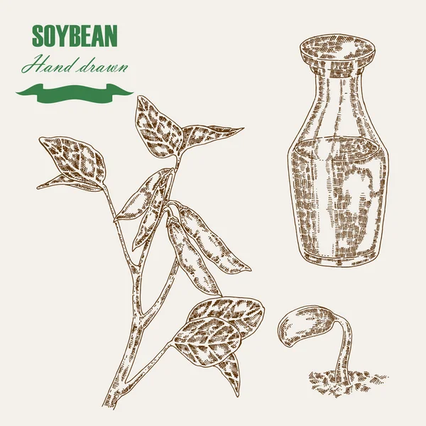 Hand drawn soy plant. Soybean and soy oil in glass bottle. Vector — Stock vektor