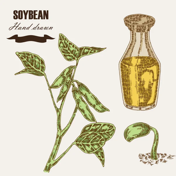 Hand drawn soy plant. Soybean and soy oil in glass bottle. Vector — 스톡 벡터