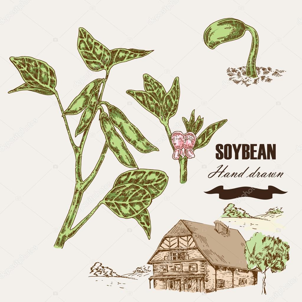 Hand drawn soybean plant on a white background. Vector sketch illustration.  Stock Vector | Adobe Stock