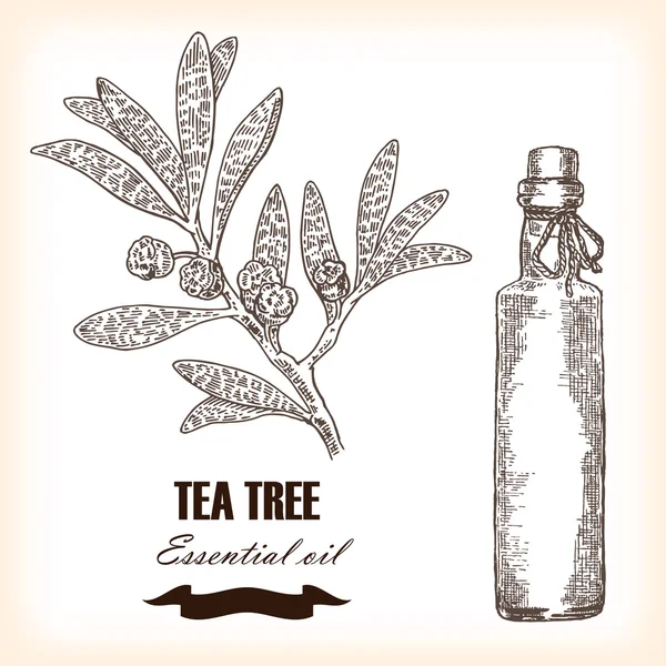 Melaleuca. Эфирное масло чайного дерева ручной работы. Векторная иллюстрация — стоковый вектор