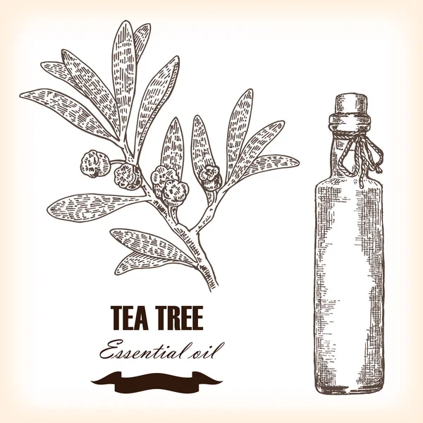 Melaleuca. Aceite esencial de TeaTree dibujado a mano. Ilustración vectorial — Archivo Imágenes Vectoriales