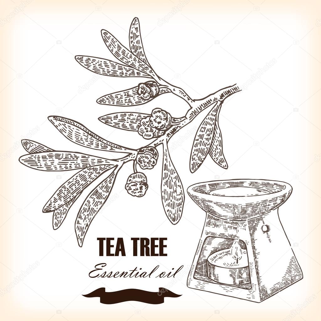 Melaleuca. Hand drawn TeaTree essential oil. Vector illustration