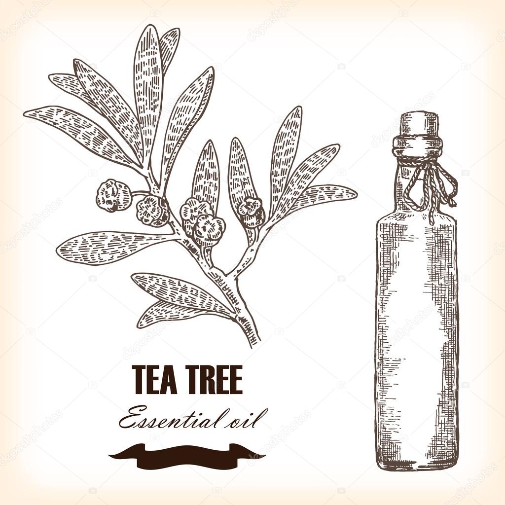 Melaleuca. Hand drawn TeaTree essential oil. Vector illustration