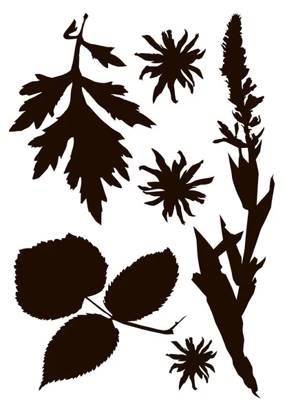 Hojas Frambuesa Hierbas Flores Silueta Negro Sobre Fondo Blanco — Archivo Imágenes Vectoriales