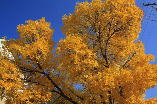 Herbst — Stockfoto