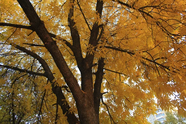 Albero autunnale — Foto Stock