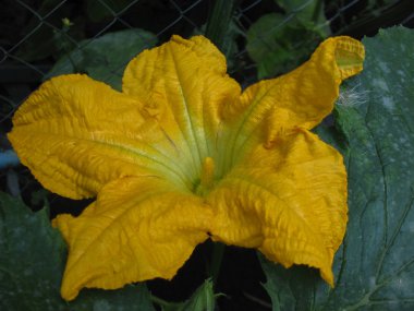 büyük sarı çiçek